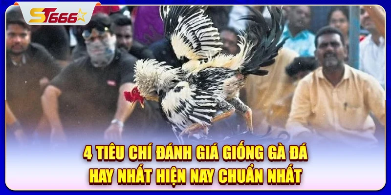 4 tiêu chí đánh giá giống gà đá hay nhất hiện nay chuẩn nhất