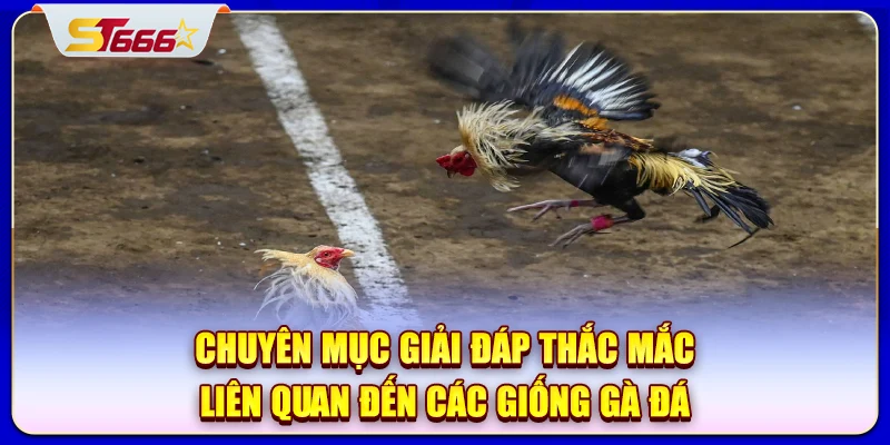 Chuyên mục giải đáp thắc mắc liên quan đến các giống gà đá