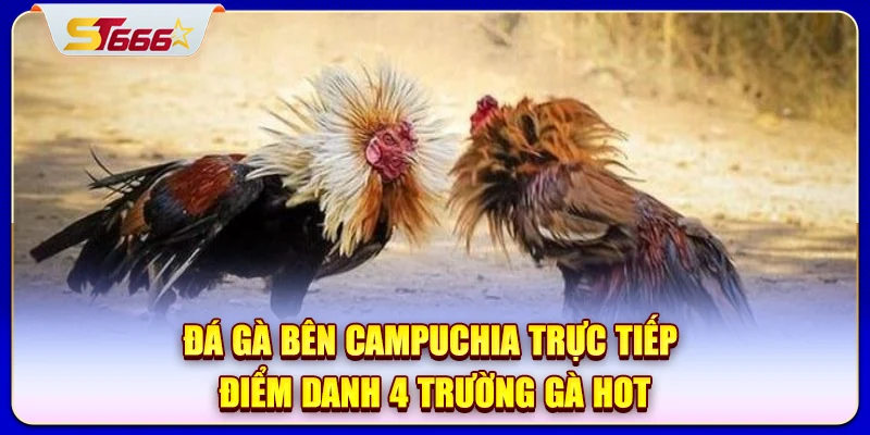 Đá gà bên Campuchia trực tiếp phản ánh sát diễn biến trận đấu