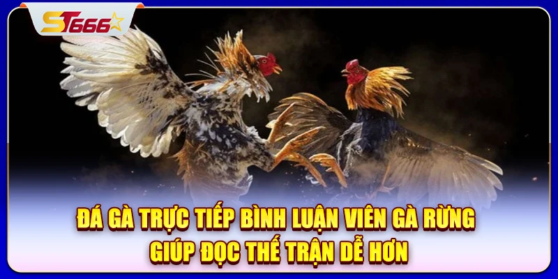 Đá gà trực tiếp bình luận viên gà rừng giúp đọc thế trận dễ hơn