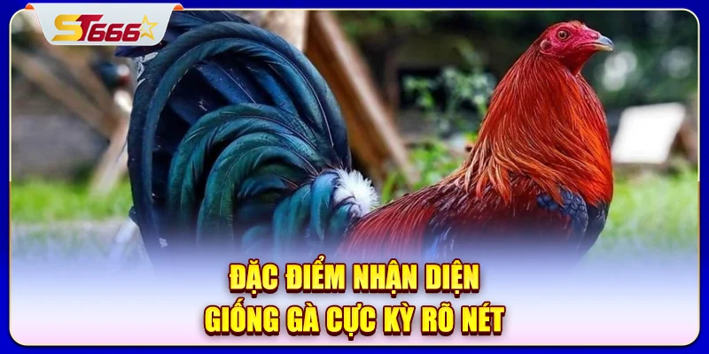 Đặc điểm nhận diện giống gà cực kỳ rõ nét