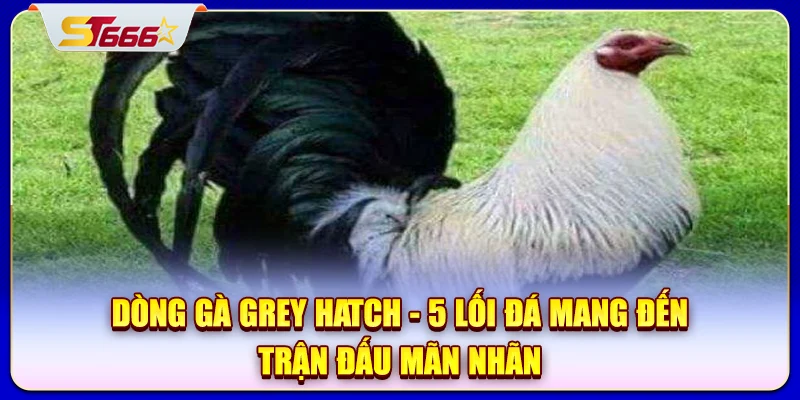 Giới thiệu vài nét về dòng gà Grey Hatch cho người mới