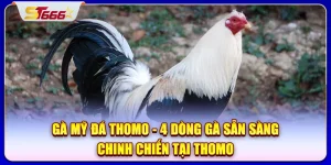 Gà Mỹ đá Thomo