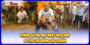 giong-ga-da-hay-nhat-hien-nay-4-tieu-chi-danh-gia-chuan'