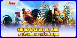 hôm nay đá gà màu nào mạnh
