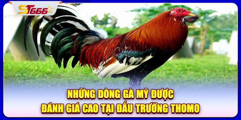 Những dòng gà Mỹ được đánh giá cao tại đấu trường Thomo