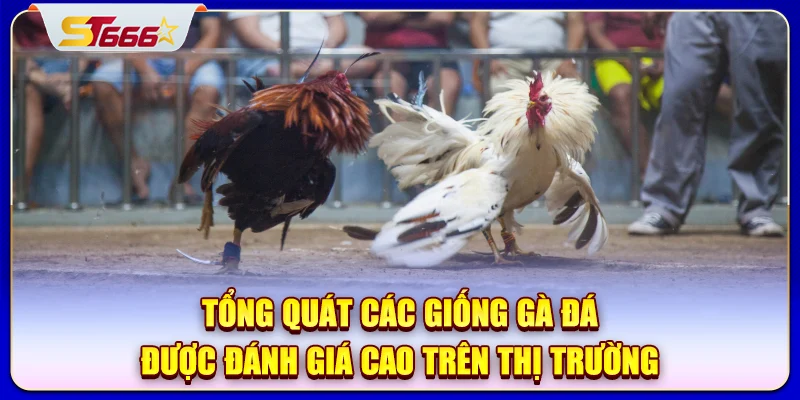Tổng quát các giống gà đá được đánh giá cao trên thị trường